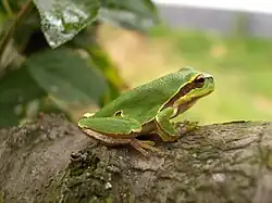 Photographie en couleurs d'une grenouille verte sur une souche.