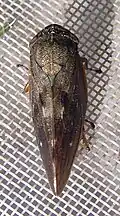 Aphrophora major.