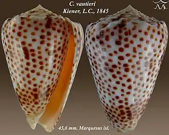 Description de l'image Conus vautieri.jpg.