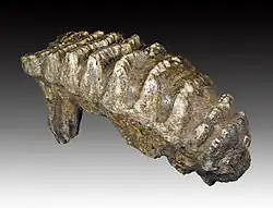 Molaire provenant d'un Stegodon orientalis.