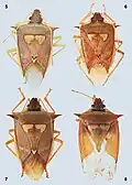 Quatre espèces de Rhyncolepta: R. grandicallosa (Panama) R. henryi (Guyane française), R. meinanderi (Équateur), R. wheeleri (Guyana)