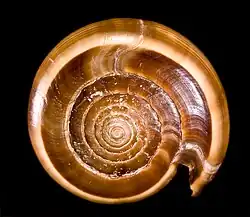 C. figulinus - Apex