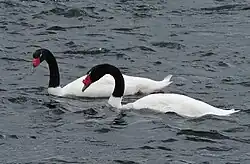 Cygne à cou noir (Cygnus melancoryphus)