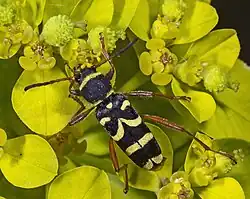 Clytus arietis (Linnaeus, 1758)