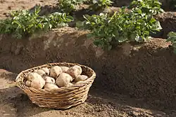 Pommes de terre 'Amflora'