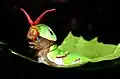 Chenille de Papilio polytes avec son osmeterium sorti