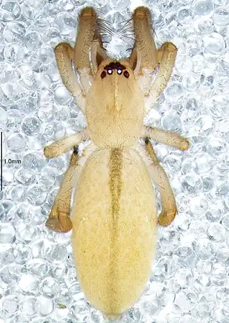 Description de l'image Poachelas striatus f.jpg.