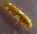 Crustacé l'« abeille des mers ».