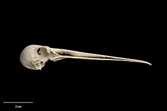 Description de l'image MA I359998 Coenocorypha chathamica.jpg.