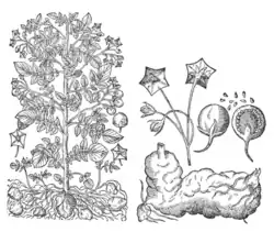 Gaspard Bauhin, Theatri botanici (1671).