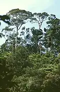 Dipterocarpus et autres dipterocarpaceae, arbres géants dont le fût et la frondaison émergent de la canopée