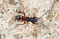 Udeocorini : Daerlac cephalotes (Australie).