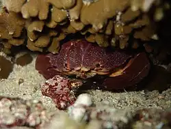 Etisus dentatus
