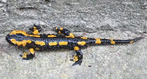 Salamandra salamandra.