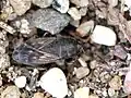 Megalonotini : Megalonotus chiragra.