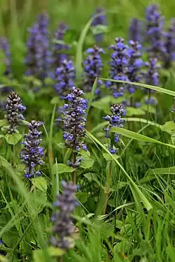 Ensemble d'inflorescences de Bugles rampantes.