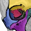 Les sept os formant l'orbite, dont l'os zygomatique mis en évidence (zone bleu clair).