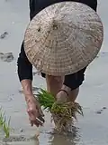 Repiquage du riz au nord de Hanoï.