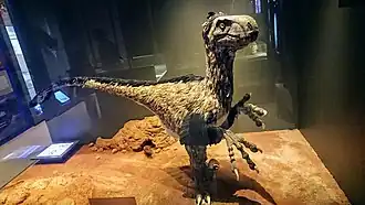 Restitution paléoartistique du dinosaure Variraptor mechinorum.