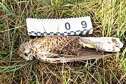 Photo d'un cadavre de Faucon crécerelle femelle dans l'herbe, à côté d'une échelle graphique