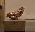 Turnix sylvatica d'Afrique du Sud.