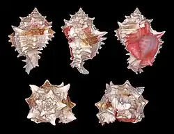 Hexaplex erythrostomus