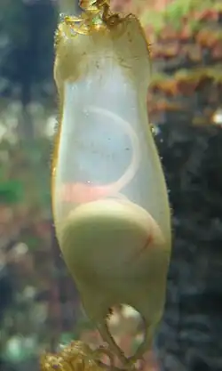 Œufs de Saumonette (Scyliorhinus canicula).