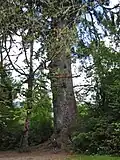 Épicéa de Sitka apprécie les régions océaniques.