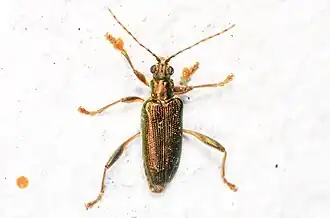 Donacia palmata.