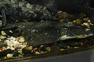 Description de l'image マツカワ (Verasper moseri) (15257828160).jpg.