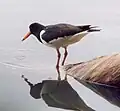 Huîtrier pie