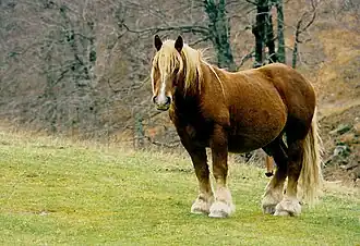 Hispano-Bretón