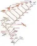 Place des oiseaux dans le cladogramme des Amniotes.
