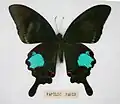 Papilio paris