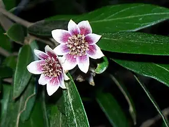 Description de l'image Atherosperma - Leura3.jpg.