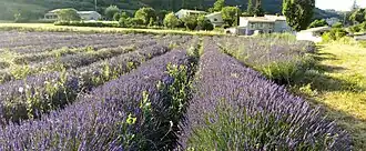 La Rochegiron