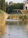 Avifaue présente dans le lac