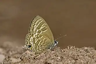 Nacaduba pactolus