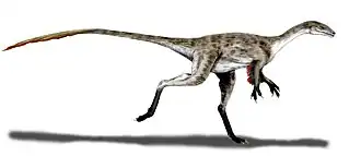 Description de l'image Coelurus BW.jpg.