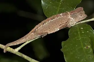 Description de l'image Antakarana Leaf Chameleon imported from iNaturalist photo 184631890 on 21 April 2022.jpg.