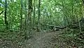 Forêt