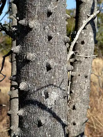Description de l'image Zanthoxylum_capense,_stam,_Waterberg.jpg.