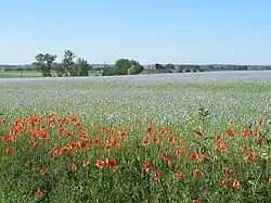 Photo d'un champ de coquelicots sous un ciel bleu