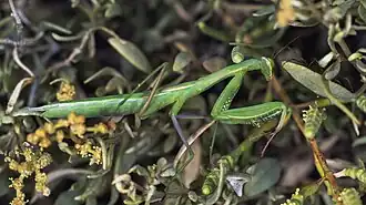 Mantis religiosa