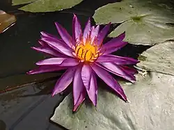 Nymphaea 'Detective Erika' (ISG : hybride rustiques intersubgénériques) au jardin jungle