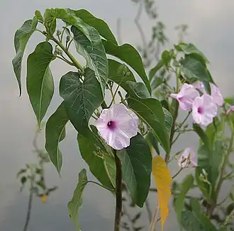 Description de l'image Ipomoea carnea in Narshapur, AP W IMG 1113.jpg.