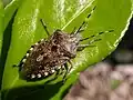 Rhaphigaster nebulosa