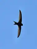 Martinet noir