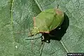 Thyanta custator