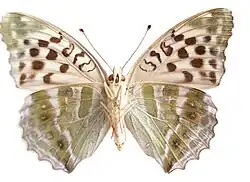 ♀ f. valesina, face ventrale.